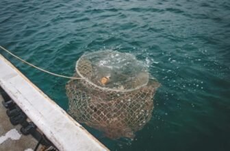 What Are the Best Techniques for Catching Fish Without Gear?